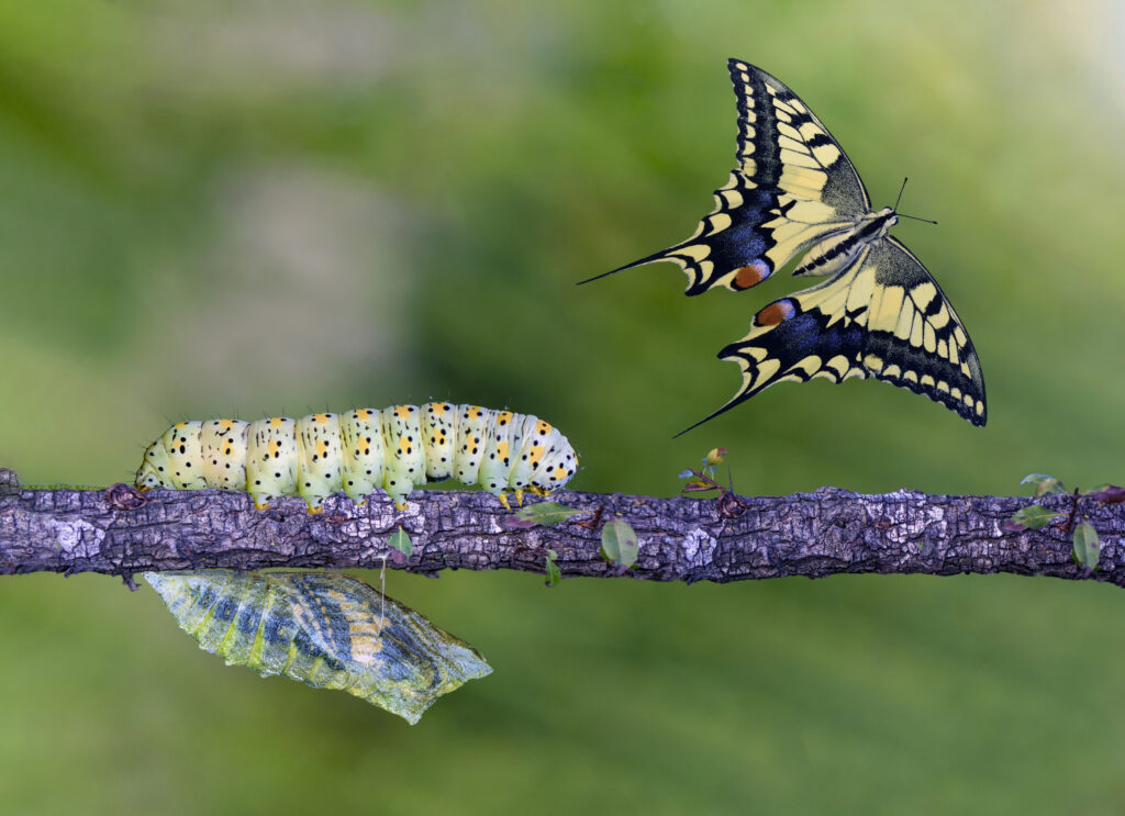 Coaching-ervaringen van cliënten: bewust van eigen groei, de rups wordt een vlinder